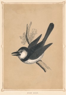 'Puff Bird', (Bucconidae), c1850, (1856). Artist: Unknown.