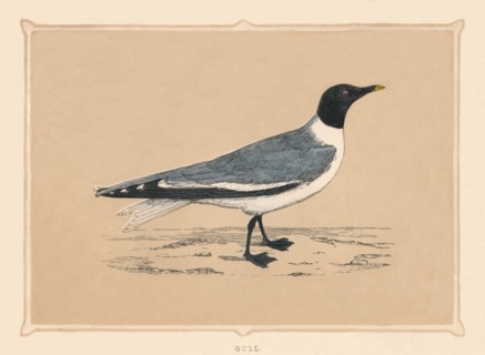 'Gull', (Laridae), c1850, (1856). Artist: Unknown.