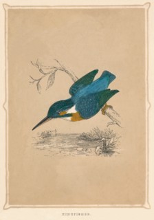 'Kingfisher', (Alcedines), c1850, (1856). Artist: Unknown.