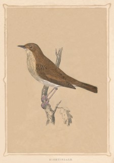 'Nightingale', (Luscinia megarhynchos), c1850, (1856). Artist: Unknown.