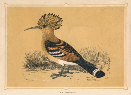 'The Hoopoe', (Upupa epops), c1850, (1856). Artist: Unknown.