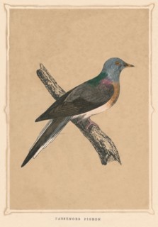 'Passenger Pigeon', (Ectopistes migratorius), extinct species, c1850, (1856). Artist: Unknown.