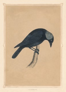 'Jackdaw', (Corvus monedula), c1850, (1856). Artist: Unknown.