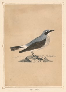 'Wheatear', (Oenanthe), c1850, (1856). Artist: Unknown.
