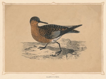'Sandpiper', (Scolopacidae), c1850, (1856). Artist: Unknown.