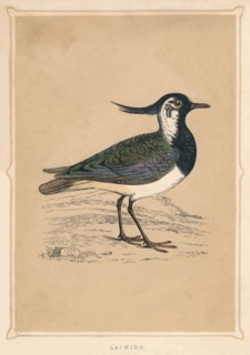 'Lapwing', (Vanellus vanellus), c1850, (1856). Artist: Unknown.