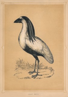 'Boat Bill', (Cochlearius cochlearius), c1850, (1856). Artist: Unknown.