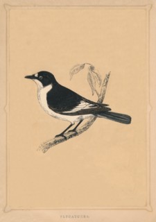'Flycatcher', (Muscicapidae), c1850, (1856). Artist: Unknown.