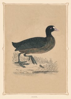'Coot', (Fulica), c1850, (1856). Artist: Unknown.