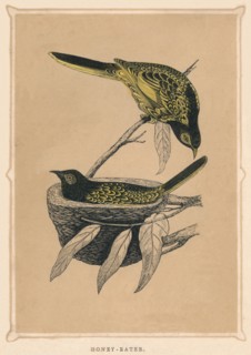 'Honey-Eater', (Meliphagidae), c1850, (1856). Artist: Unknown.