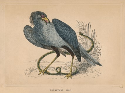 'Secretary Bird' (Sagittarius serpentarius), c1850, (1856). Artist: Unknown.