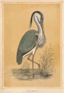 'The Heron', (Ardeidae), c1850, (1856). Artist: Unknown.