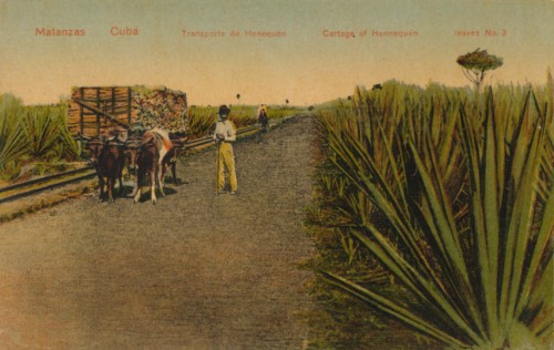 ''Transporting Henequen leaves, Matanzas - Cuba', Artist: Unknown.