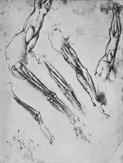 'Six Studies of an Arm Showing in Three Cases the Bones', c1480 (1945). Artist: Leonardo da Vinci.
