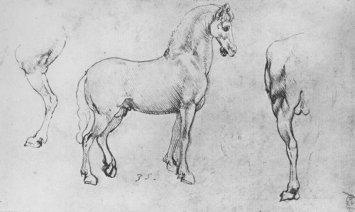 'Study of a Horse, its Near Hind-Leg and its Hind-Quarters', c1480 (1945). Artist: Leonardo da Vinci.