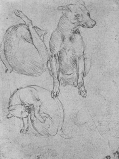 'Studies of a Dog and of a Cat', c1480 (1945). Artist: Leonardo da Vinci.