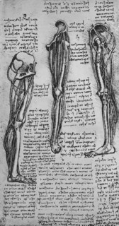 'Drawings of a Left Leg Showing Bones and Tendons', c1480 (1945). Artist: Leonardo da Vinci.