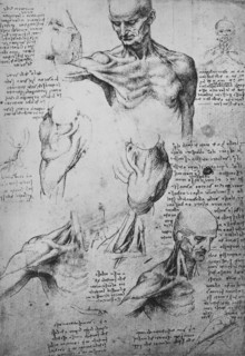 'Anatomical Drawings of a Man's Neck and Shoulders', c1480 (1945). Artist: Leonardo da Vinci.