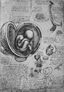 'Drawings of an Embryo in the Uterus', c1480 (1945). Artist: Leonardo da Vinci.
