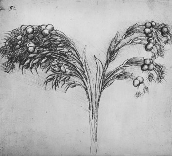'A Long-Stemmed Plant, c1480 (1945). Artist: Leonardo da Vinci.