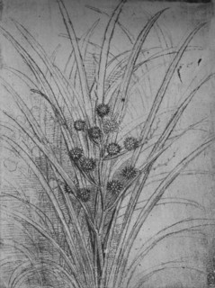 'Flowering Rushes', c1480 (1945). Artist: Leonardo da Vinci.