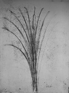 'A Bulrush', c1480 (1945). Artist: Leonardo da Vinci.