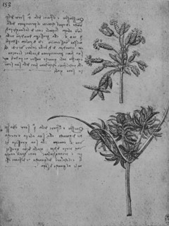 'Two Studies of Rushes in Seed, c1480 (1945). Artist: Leonardo da Vinci.