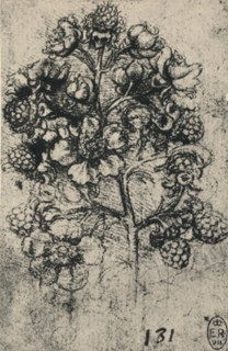 'A Spray of Brambles', c1480 (1945). Artist: Leonardo da Vinci.