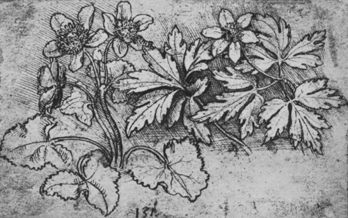 'Sketch of a Plant', c1480 (1945). Artist: Leonardo da Vinci.