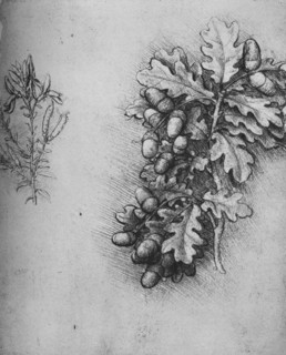 'Oak-Leaves with Acorns and Dyer's Greenweed', c1480 (1945). Artist: Leonardo da Vinci.