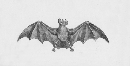 'Vampire Bat',  c1885, (1890). Artist: Robert Taylor Pritchett.