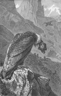 'The Condor',  c1885, (1890). Artist: Robert Taylor Pritchett.