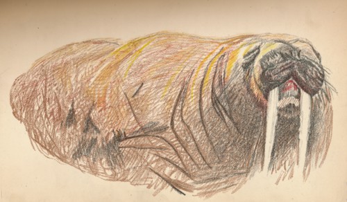 'Sleepy and Cross, 12th September 1893. Pastel Sketch', 1893, (1897). Artist: Fridtjof Nansen.