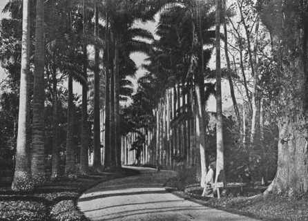'Cabbage Palms in Peradeniya Gardens', c1890, (1910). Artist: Alfred William Amandus Plate.