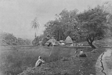 'Paddy Field near Gampola', c1890, (1910). Artist: Alfred William Amandus Plate.