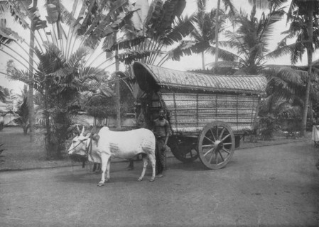 'A Ceylon Bullock Cart', c1890, (1910). Artist: Alfred William Amandus Plate.