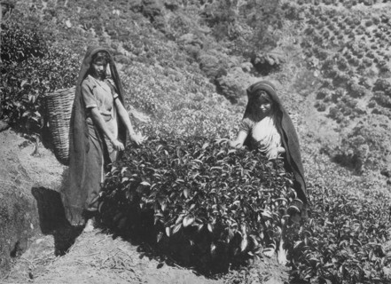 'Pluckers on Tea Estate, Ceylon', c1890, (1910). Artist: Alfred William Amandus Plate.