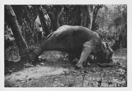 'Elephant Kraaling in Ceylon - Noosed', c1890, (1910). Artist: Alfred William Amandus Plate.