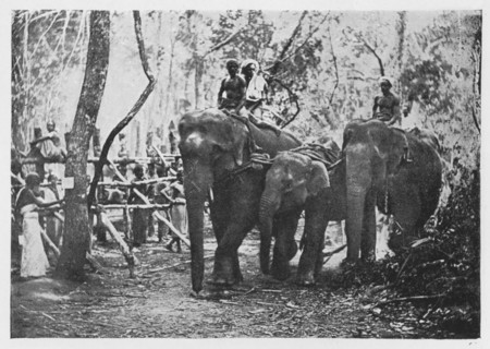 'Elephant Kraaling in Ceylon - Free No Longer', c1890, (1910). Artist: Alfred William Amandus Plate.