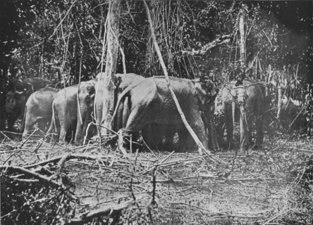 'Attempting to Rescue the Bound Cow', c1890, (1910). Artist: Alfred William Amandus Plate.