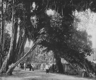 'Banyan Tree at Kalutara', c1890, (1910). Artist: Alfred William Amandus Plate.