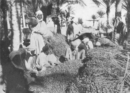 'Date Picking at Gabes', c1913. Artist: Charles JS Makin.