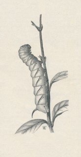 'Full-Grown Caterpillar of the Privet Hawk-Moth, Similarly Occupied', c1900, (1910). Artist: Fred Enock.