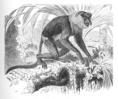 'Proboscis Monkey', c1900. Artist: Helena J. Maguire.