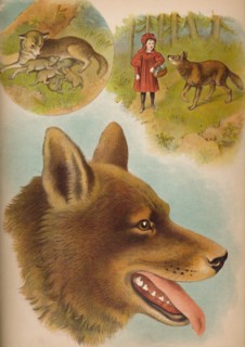 'The Wolf', c1900. Artist: Helena J. Maguire.