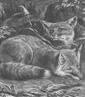 'The Fox at Home', c1900. Artist: Helena J. Maguire.