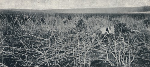 'Plantacao de Mandioca', 1895. Artist: Axel Frick.