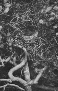 'Nest of Magpie', c1882, (1912). Artist: Charles Reid.