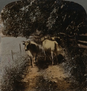 'Cows coming home up the lane at milking-time', c1900. Artists: Elmer Underwood, Bert Elias Underwood.