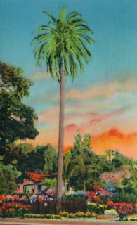 'Serra Palm. The First Palm Tree in California', c1941. Artist: Unknown.